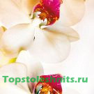 3085 Фаленопсис