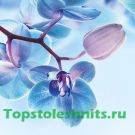 3066 Голубые орхидеи